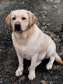 Labrador