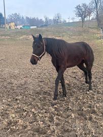 Cavallo 4 anni per passeggiate