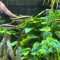 Mangiatore di alghe Crossocheilus