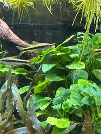 Mangiatore di alghe Crossocheilus