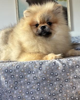 Spitz ( Pomerania)