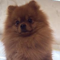 Maschietto per accoppiamento con una femmina