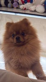 Maschietto per accoppiamento con una femmina