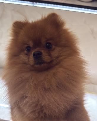 Maschietto per accoppiamento con una femmina