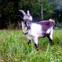 Capre Pavone Colombina