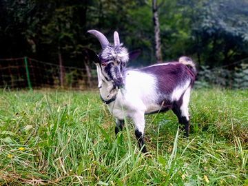 Capre Pavone Colombina