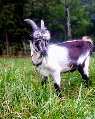 Capre Pavone Colombina