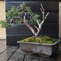 Bonsai di ginepro