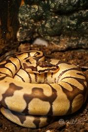 Python Regius