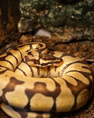Python Regius