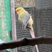 Parrocchetto dal collare