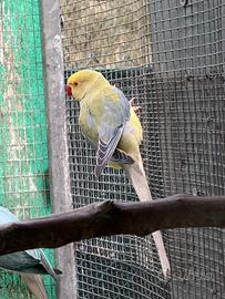 Parrocchetto dal collare