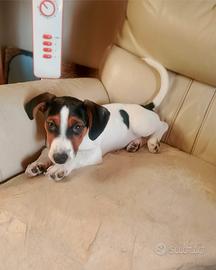 Jack russell tre mesi