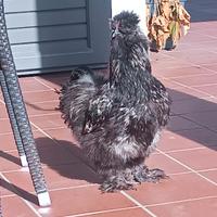 Gallo moroseta