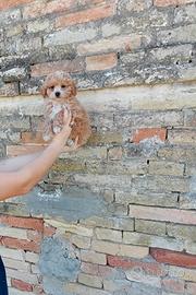Maltipoo