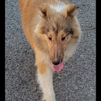 Collie, pastore scozzese