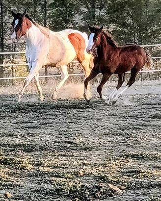 Fattrice e puledro Paint horse