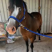 Cavallo