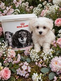 Maltese