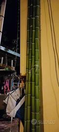 Canne bambu'