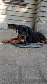 Rottweiler cani piccolo