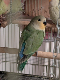 Pulli di inseparabile