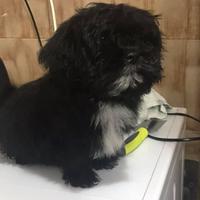 Cagnolino di piccola taglia