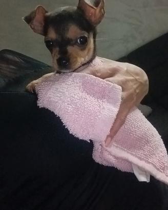 Animali
