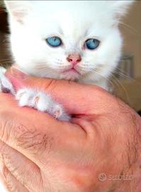 Gattini di pura Razza British Shorthair Chincilla