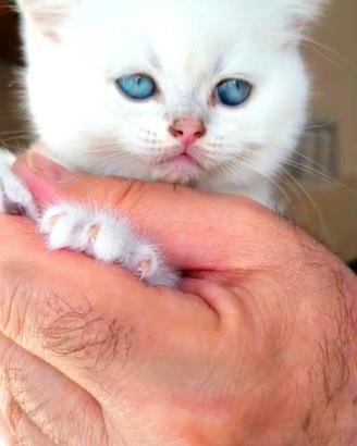 Gattini di pura Razza British Shorthair Chincilla