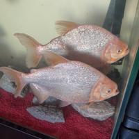 Coppia di Piranha white