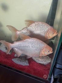 Coppia di Piranha white