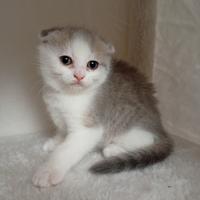 Gattina di Scottish fold