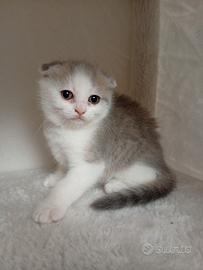 Gattina di Scottish fold