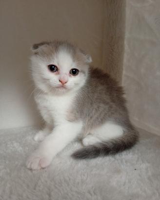 Gattina di Scottish fold