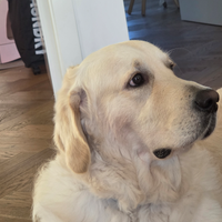 Accoppiamento - Golden Retriever maschio