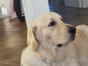 Accoppiamento - Golden Retriever maschio