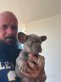 Cucciole di bulldog francese blu e Isabella tan