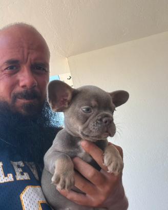 Cucciole di bulldog francese blu e Isabella tan