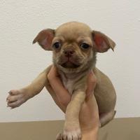 Cucciole chihuahua toy femmine PEDEGREE ENCI