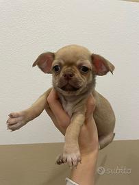 Cucciole chihuahua toy femmine PEDEGREE ENCI