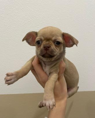 Cucciole chihuahua toy femmine PEDEGREE ENCI