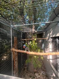 Coppia Parrocchetto Derbiana