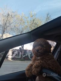 Cuccioli di barboncino Red Toy