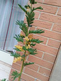 mimosa