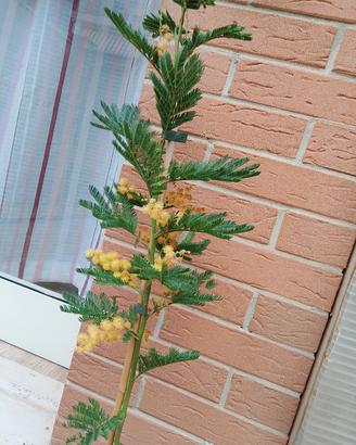 mimosa