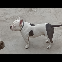 American bully