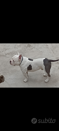 American bully