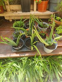Piante di aloe varie