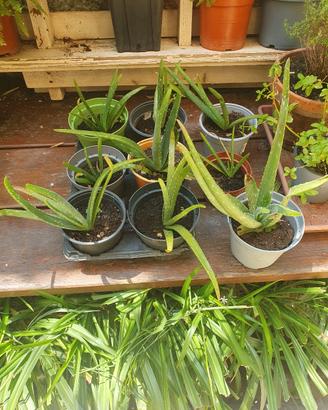 Piante di aloe varie
